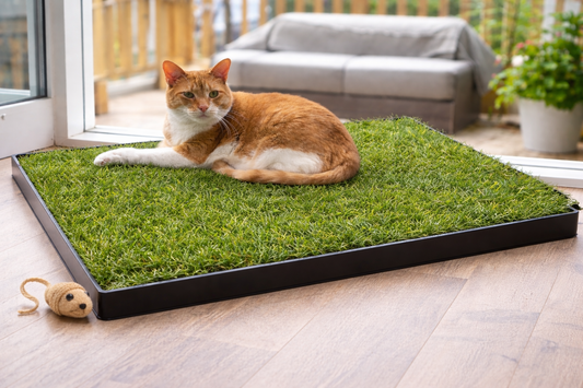 XL Cat Lawn - 24 x 16 inches