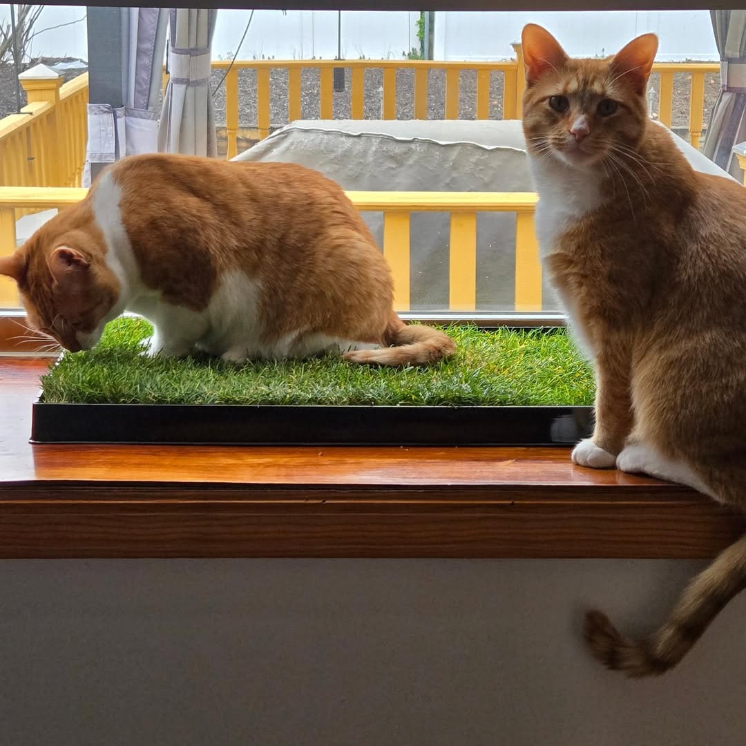 Cat Lawn -24 x 9 inches