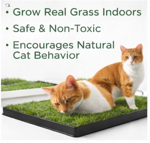 XL Cat Lawn - 24 x 16 inches
