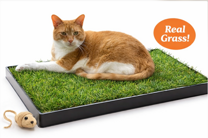 Cat Lawn -24 x 9 inches