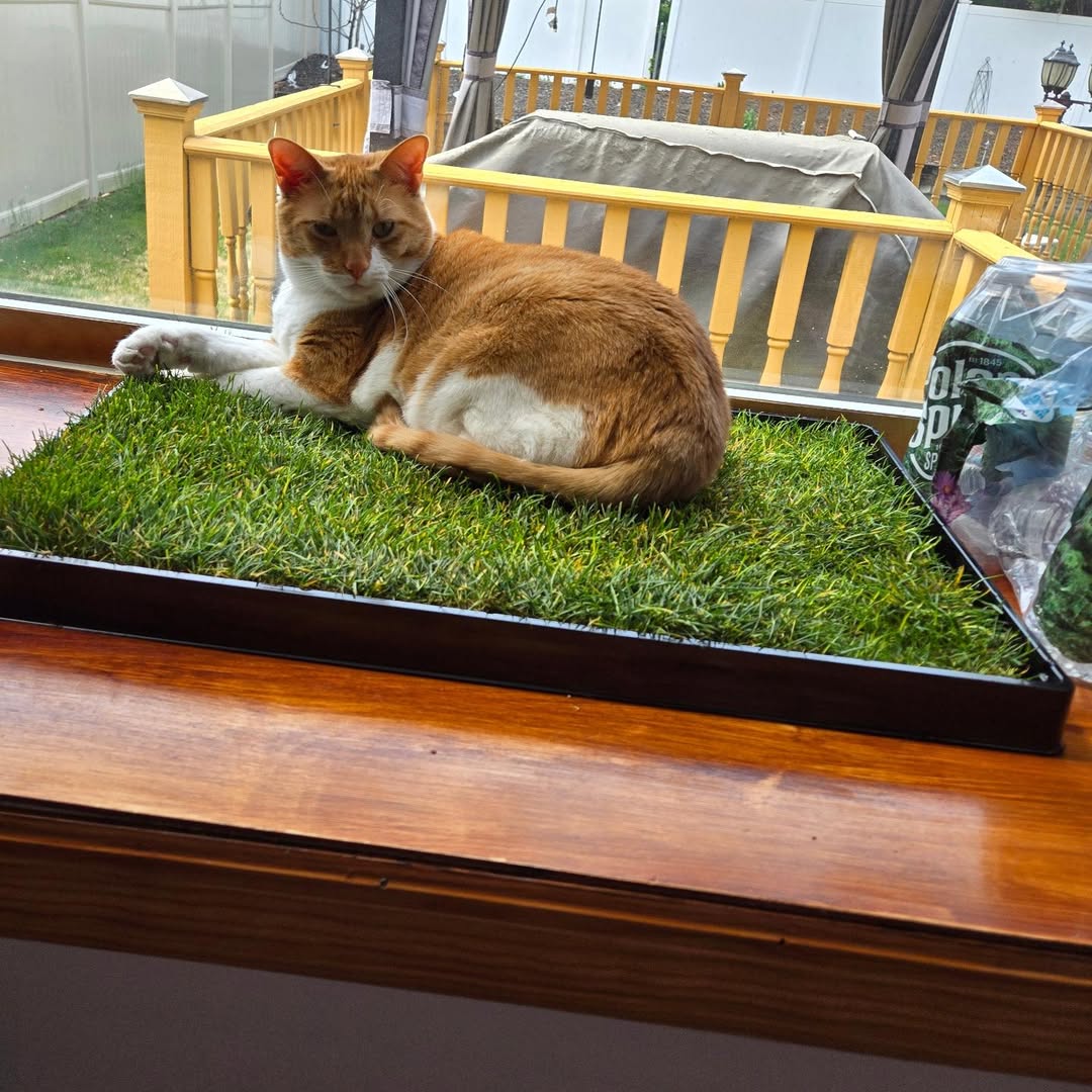 Cat Lawn -24 x 9 inches