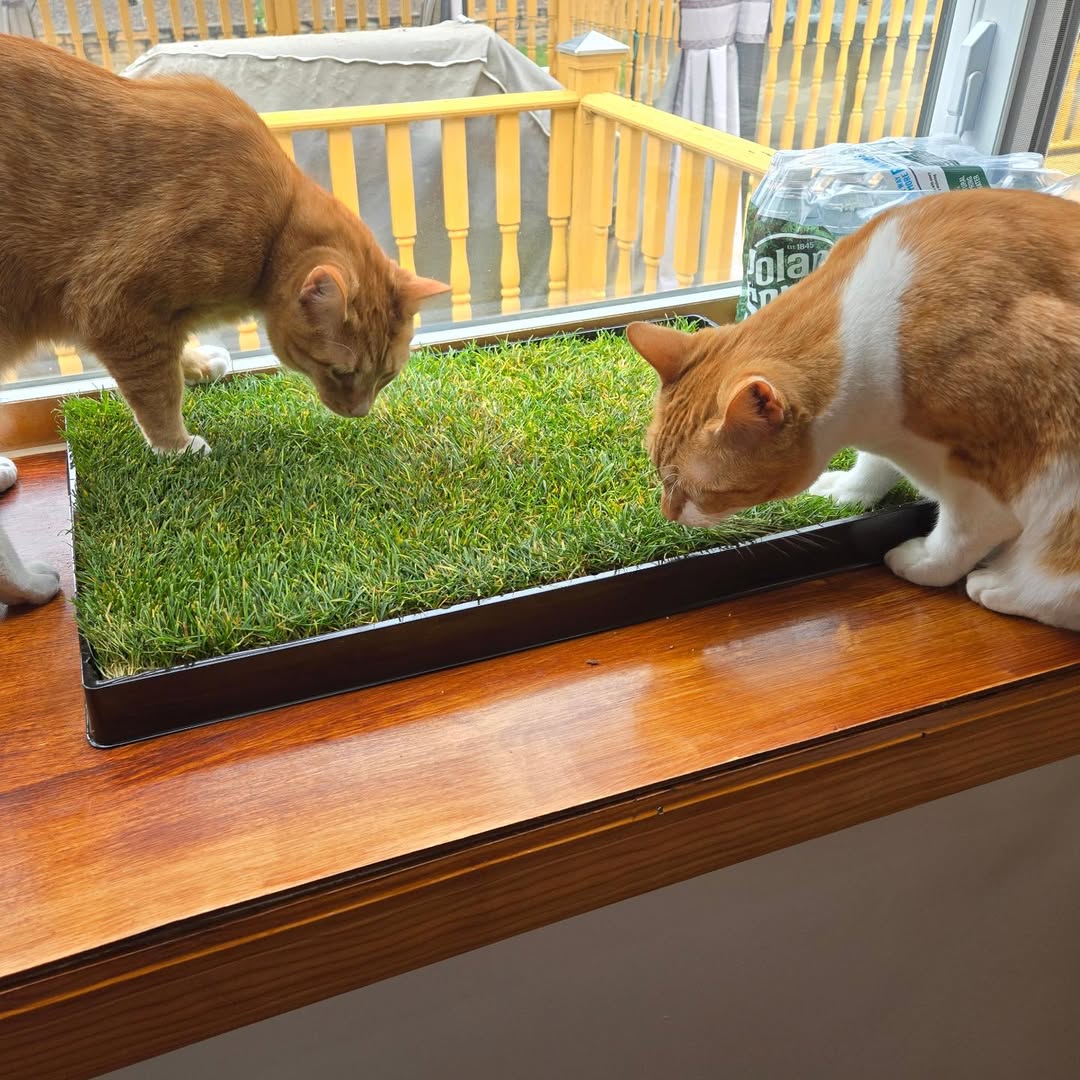 Cat Lawn -24 x 9 inches